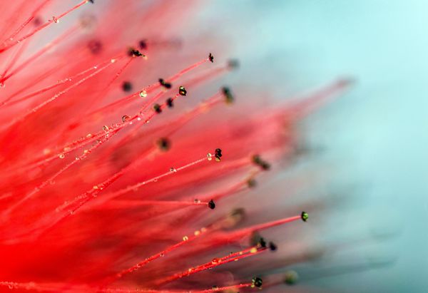کالیفرنیا آکاسیا Nemu گل عکاسی ماکرو عکس با قطره آب کوچک و قطرات بر روی گلبرگ
