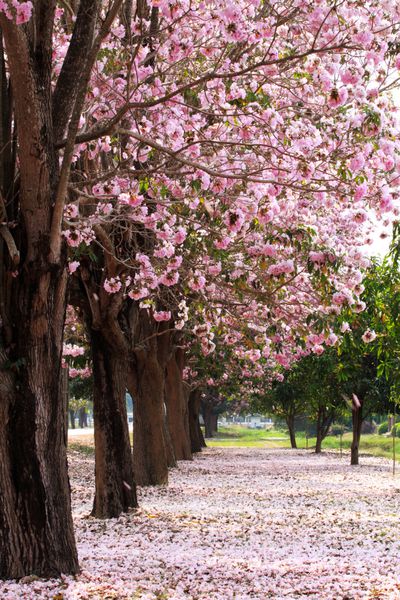 درختان شکوفه گیلاس