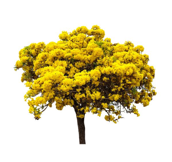درخت گل زرد Tabebuya جدا شده از یا زمینه سفید ترومپت نقره ای و یا طلایی از درخت
