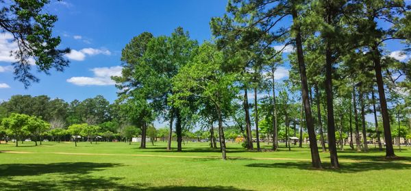 پانورامای چمنزارهای سبز و گیاهان زیبا در پارک شهر بزرگ در Humble تگزاس ایالات متحده میدان صحنه درختان کاج و بلوط در روز آفتابی در آسمان آبی آبی دنباله دار است مفهوم ترکیب طبیعی