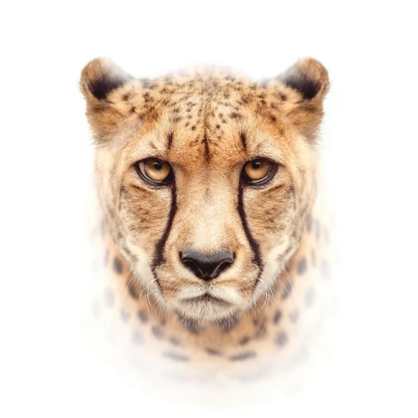 چهره یوزپلنگ جدا شده بر روی زمینه سفید