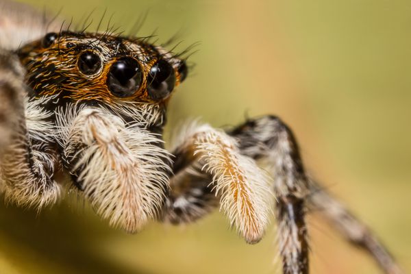 عنکبوت پریدن زیبا