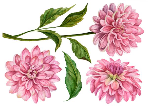 مجموعه ای از آبرنگ گل گل دالبی تصویر گل دست کشیده شده عناصر گیاهی جدا شده بر روی زمینه سفید