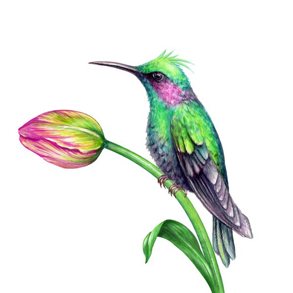 تصویر آبرنگ طبیعت عجیب و غریب گیاه و حیوانات استوایی پرنده پرنده نشسته روی گل لاله برگ سبز جدا شده بر روی زمینه سفید