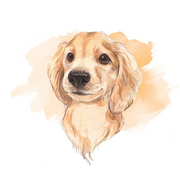طرح سگ ناز نقاشی شده با دست تصویر آبرنگ