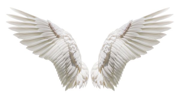 بال فرشته جدا شده بر روی زمینه سفید با بخش قطع