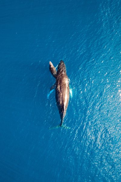دید هوایی از نهنگ مادری با نهنگ گربه گاو