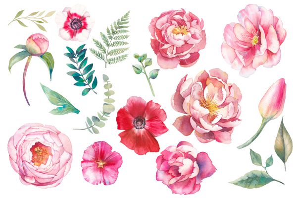 مجموعه عناصر گل گل دست نقاشی شده است تصویر گیاه شناسی آبرنگ از اکالیپتوس لاله گل صد تومانی گل سرخ و برگ اشیاء طبیعی جدا شده بر روی زمینه سفید