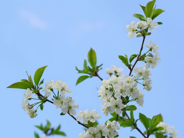 گل های گیلاس در شاخه درخت در بهار در روز آفتابی در باغ پس زمینه آبی رنگ