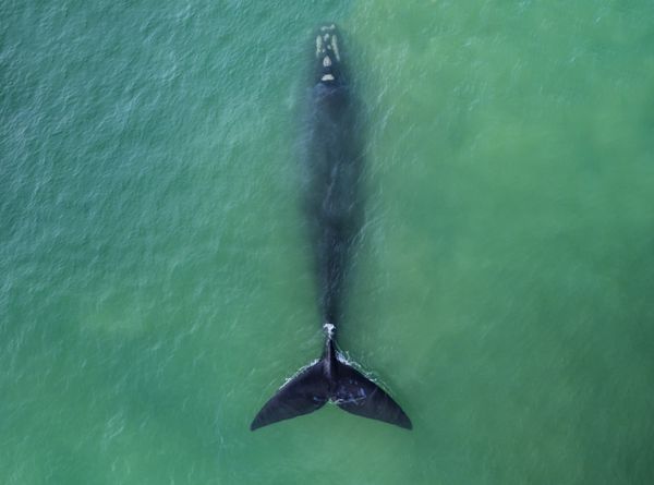 منظره ای از نهنگ های جنوبی جنوبی در هرمنوس کیپ تاون آفریقای جنوبی