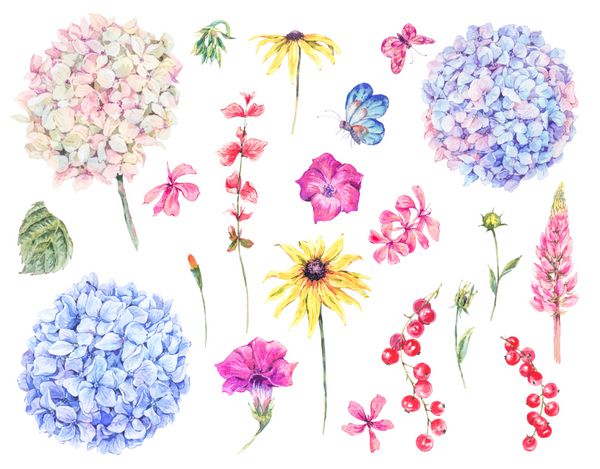 مجموعه ای از عناصر طراحی گل گل آفتابگردان گل آفتابگردان گلهای گیاهی گیاهان علفی بابونه گیاه شناسی طبیعی hydrangea تصویر جدا شده بر روی سفید