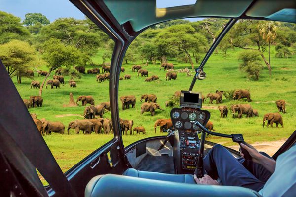 فیلهای آفریقایی در پاران ملی تارانزانیا در تانزانیا در ساوانا چمن سبز تانزانیا کابین خلبان هلی کوپتر با بازوی خلبان و کنترل کنسول داخل کابین