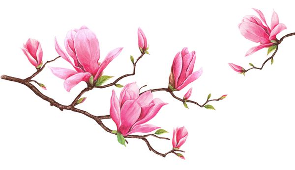 قالب کارت با آبرنگ magnoliaHand کشیده نقاشی بر روی زمینه سفید تصویر برای کارت تبریک دعوت نامه و پروژه های چاپ دیگر فضا برای ارسال پیام شما وجود دارد