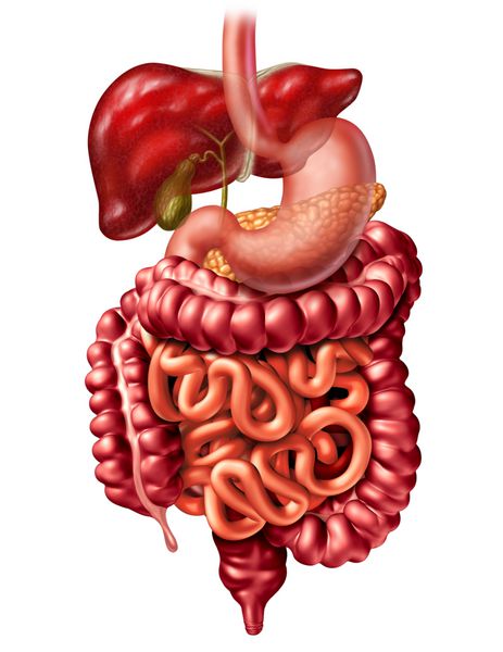 مفهوم آناتومی بدن انسان به عنوان یک لوزالمعده کبدی و کیسه صفرا با یک روده معده و روده و روده کوچک به عنوان یک عملکرد هضم به عنوان یک تصویر 3D بر روی سفید