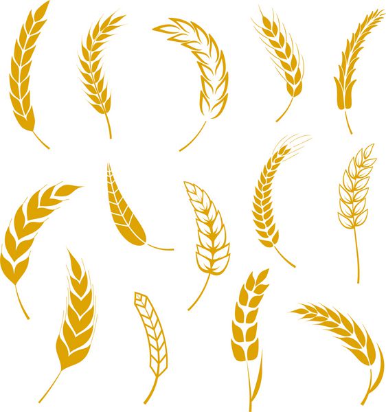 مجموعه ای از گندم ساده گوش های آیکون و عناصر طراحی دانه برای گندم آلی گندم محلی مواد غذایی تازه طراحی نان تست گندم دانه عناصر تصویر برداری eps10