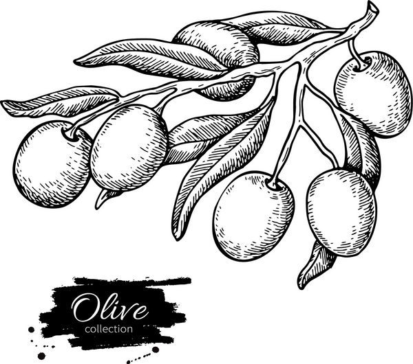 شاخه زیتون تصویر بردار دست کشیده شده نقاشی های جدا شده بر روی زمینه سفید گیاه غنی شده با میوه ها و برگ ها بزرگ برای طراحی برچسب برچسب آیکون آرم پوستر بنر
