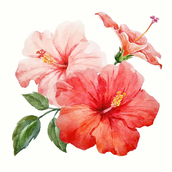 آبرنگ گل های گرمسیری قرمز و حساس صورتی ظریف با برگ و جوانه گلدانی ترکیب هاوایی