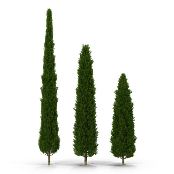 سه درخت سرو درخت سفید تصویر 3D