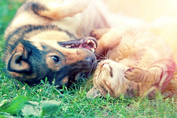 سگ و گربه بهترین دوستان با هم در فضای باز دروغ گفتن در پشت چمن