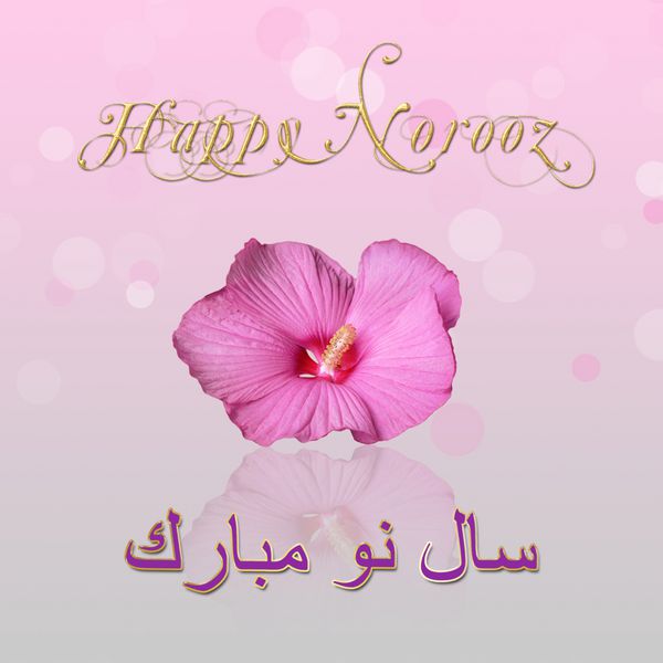 شریف سال نو زیبا سال نو ایران یک گل هیکس صورتی با گل های سال نو در انگلیس و فارس در پس زمینه بوکه گل می دهد