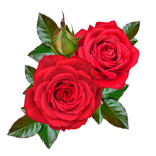 ترکیب گل جوانه ای از گل رز قرمز زیبا و برگ سبز جدا شده بر روی زمینه سفید