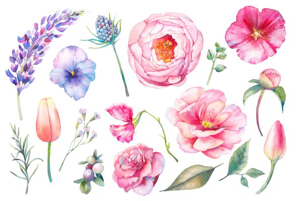 مجموعه عناصر گل گل دست نقاشی شده است تصویر آفتابگردان گیاه شناسی گل لاله گل صد تومانی گل رز گل رز برگ و برگ اشیاء طبیعی جدا شده بر روی زمینه سفید