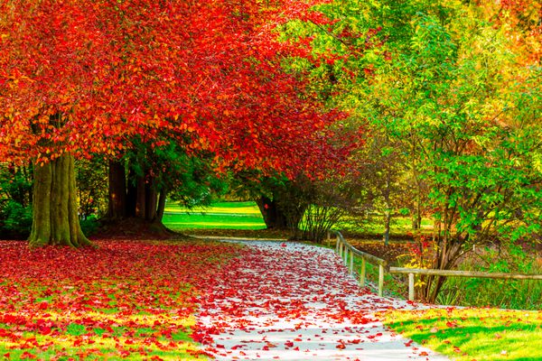 رنگ های پاییزی طلایی شگفت انگیز در مسیر راه جنگل مجموعه پاییز