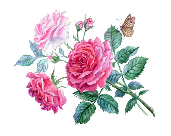 یک دسته گل رز صورتی ظریف و یک طراحی پروانه با آبرنگ در پس زمینه سفید گل رز با آبرنگ جدا شده با مسیر قطع