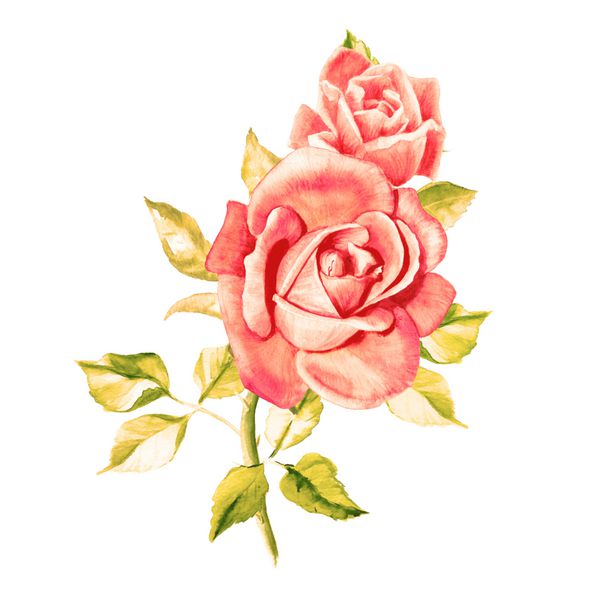 گل رز صورتی آبرنگ دسته گل رز بوته گل سرخ کارت تبریک گلهای زیبا نقاشی آبرنگ نقشه های عروسی و تولد گل زمینه پس زمینه تصویر گلدار دست کشیده شده