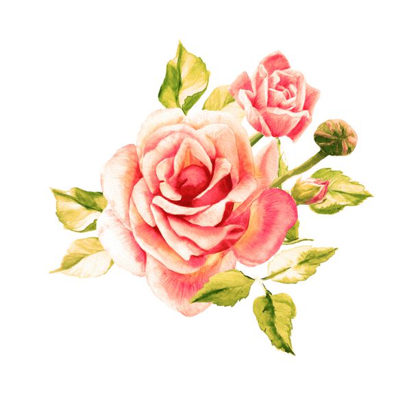گل رز صورتی آبرنگ دسته گل رز بوته گل سرخ گلهای زیبا نقاشی آبرنگ نقشه های عروسی و تولد کارت تبریک گل زمینه پس زمینه تصویر گلدار دست کشیده شده