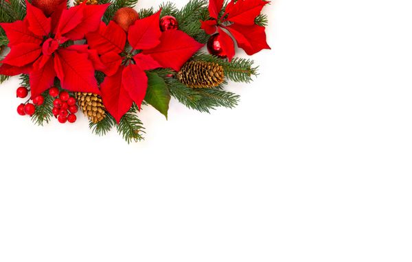 دکوراسیون کریسمس قاب گل گل قرمز poinsettia شعبه کریسمس درخت توپ کریسمس توت قرمز و کاج مخروط در یک پس زمینه سفید با فضای متن نمایش بالا تختخواب