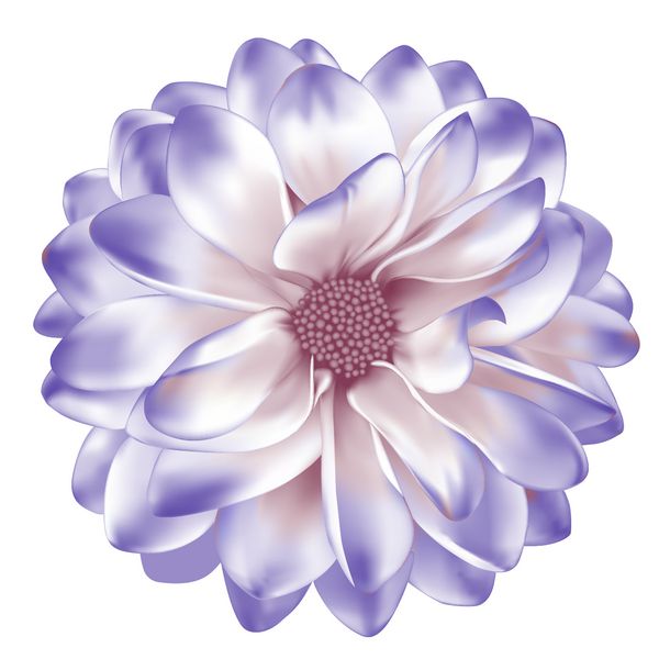 گل مونا لیزا گل ماله لیزا بنفش گل دائمی گل بهار گل گربر جدا شده بر روی زمینه سفید بردار تصویر