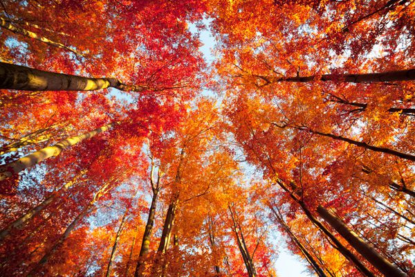نمای کلی از تاپ درختان در جنگل پاییز صحنه صبح زودگذر در جنگل رنگارنگ زیبایی از پس زمینه مفهوم طبیعت