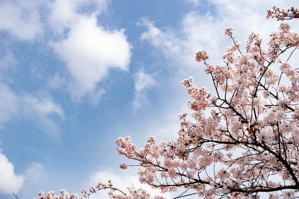 شکوفه های گیلاس ساکورا گل های صورتی زیبا در پس زمینه آبی رنگ
