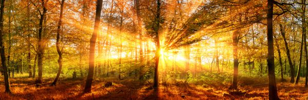 چشم انداز پانورامای جنگل پاییز با خورشید تابشی طلایی که از درختان می افتد شلیک می شود