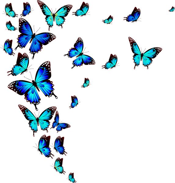 پروانه های زیبا آبی بر روی سفید جدا شده است
