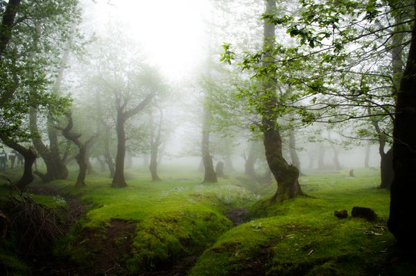 یک صبح بهار در یک جنگل مبهم گمشده مانند یک رویا مانند یک رویا مانند یک آرزو سفر جادویی به سبز ابدی