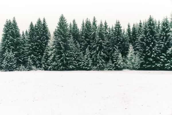 جنگل درختچه ای که در طول کریسمس زمستان با برف تازه پوشانده شده است این صحنه زمستان به علت کنتراست بین درختان یخی یخبندان پیش زمینه سفید برف و آسمان سفید تقریبا دوتونی است