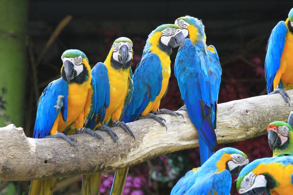 macaw پرنده رنگارنگ و ناز است