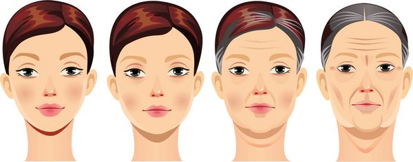 صورت زن در سنین مختلف تصویر برداری بردار چهره انسان در دوره های مختلف زندگی دختر جوان زن میانسال زن سالخورده