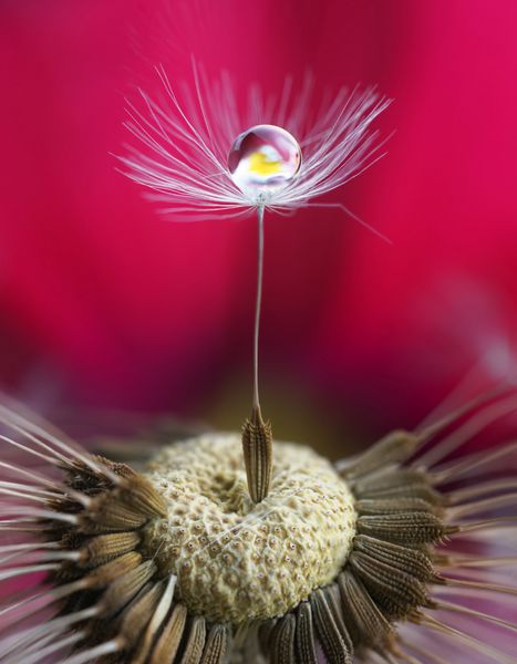 کلکسیون هنر عکس یک دانه قاصدک با یک قطره آب و بازتاب گل در پس زمینه صورتی قرمز رنگ اشباع شده است خلاصه بیان هنری هنری از زیبایی طبیعت