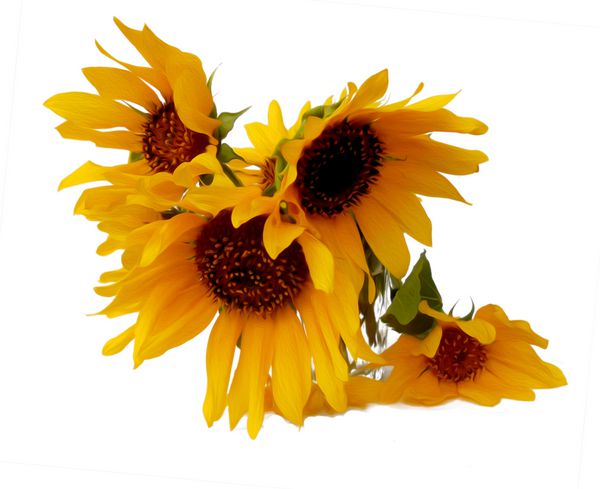 گل آفتابگردان در شیشه ای روشن و جدا شده بر روی نقاشی دیجیتال سفید