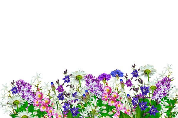 زمینه های روشن رنگارنگ و گل های باغی جدا شده بر روی زمینه سفید