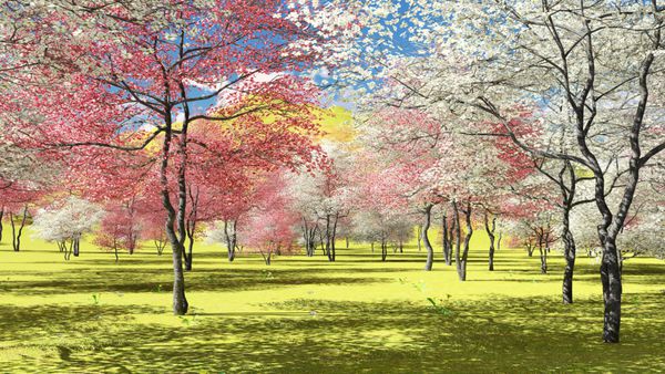 درختان سگ گلدار در باغچه در بهار زمان رندر 3d
