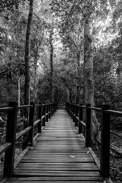 رنگ سیاه و سفید راه راه رفتن پل چوبی در جنگل