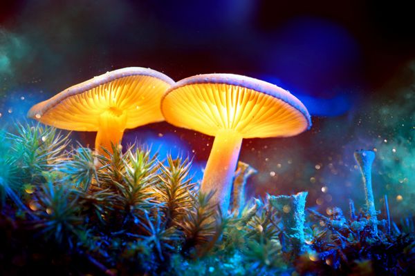 قارچ قارچ فانتزی درخشان در بستر تاریک جنگل رمز و راز ماکرو زیبا از قارچ سحر و جادو قارچ طراحی هنری مرزی نور جادویی