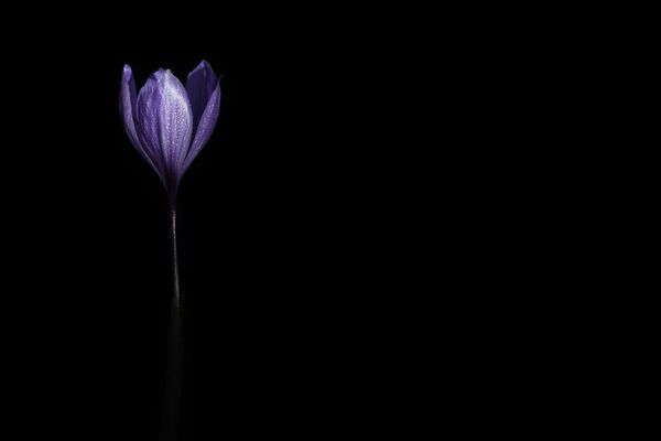 گل زعفران در پس زمینه سیاه و سفید با قطره آب