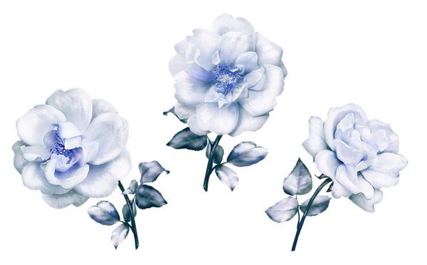 گل های آبرنگ مجموعه گل برگ و جوانه ترکیب ناز برای عروسی و یا کارت تبریک شاخه گل گل رز جدا شده بر روی زمینه سفید
