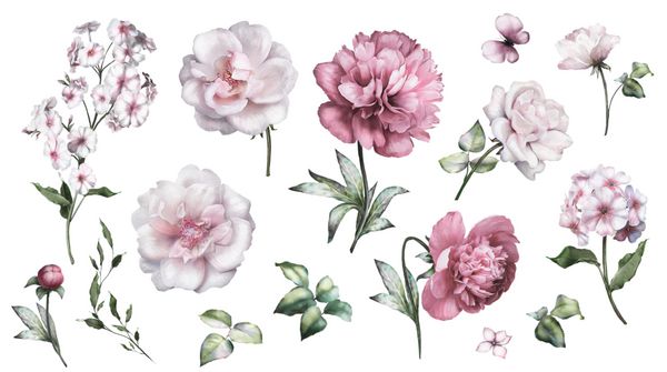 مجموعه ای از عناصر آبرنگ گل رز مجموعه گلدار گل صورتی گل برگ شاخه تصویر گیاه شناسی جدا شده بر روی زمینه سفید جوانه گل