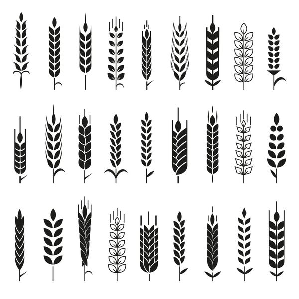 آیکون گندم و لوگو مجموعه برای هویت سبک شرکت محصولات طبیعی و شرکت مزرعه گندم آلی کشاورزی نان و غذای طبیعی